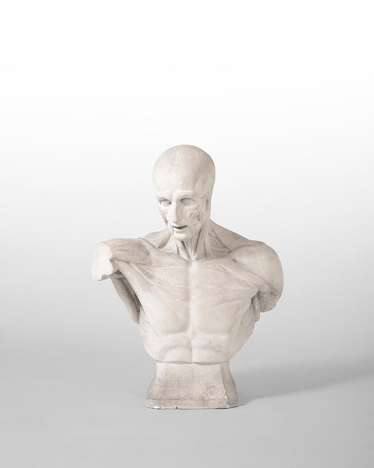 BUSTE ANATOMIQUE DIT "ÉCORCHÉ", EN PLÂTRE, XIX SIÈCLE